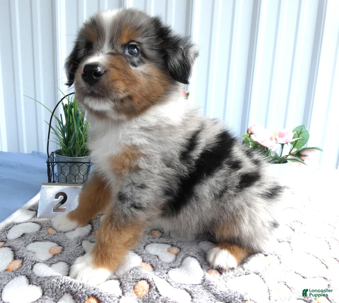 Miniature Australian Shepherd dogs for sale: Miniature Australian Shepherd 2 Ross - Ad 2