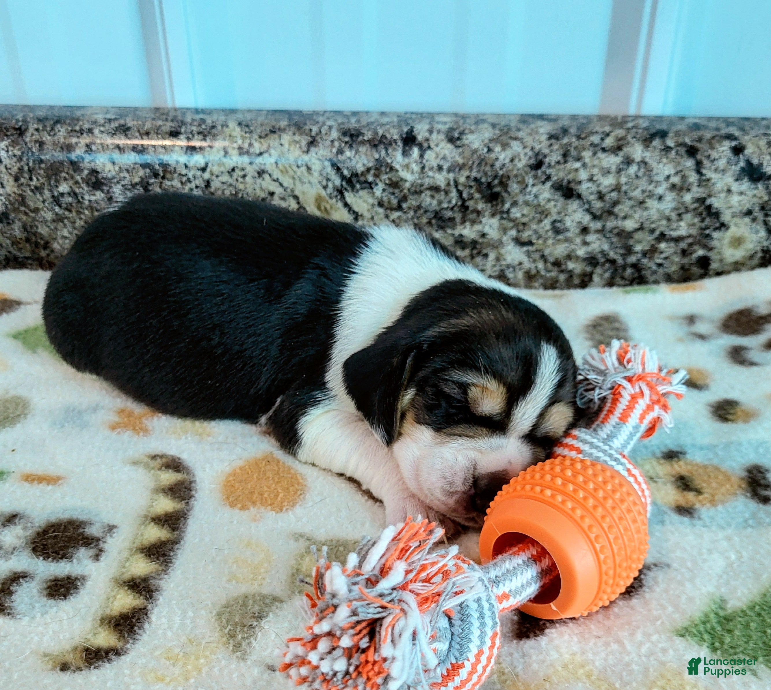 Beagle (Beagle, Female) in Saint Clairsville, OH