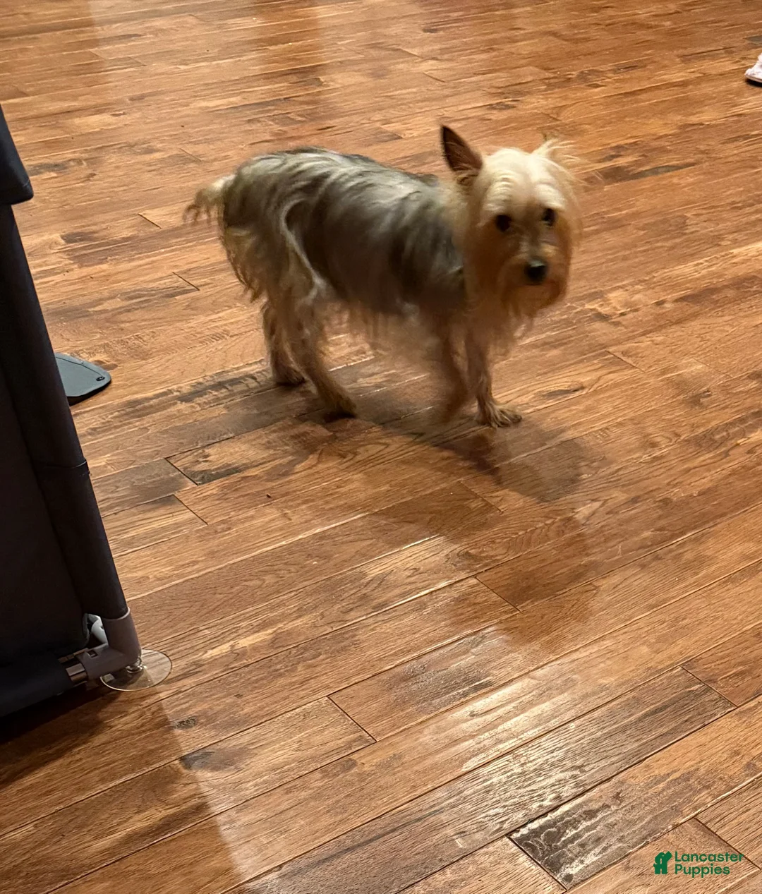 Silky Terrier dogs for sale: Silky Terrier Puppy 2 - Ad 3