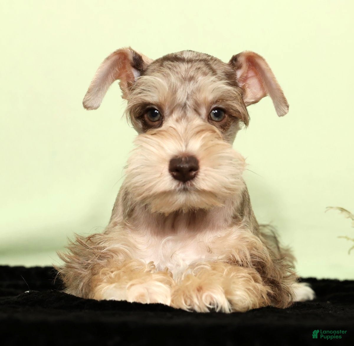 Miniature Schnauzer dogs Hunter - Ad 29