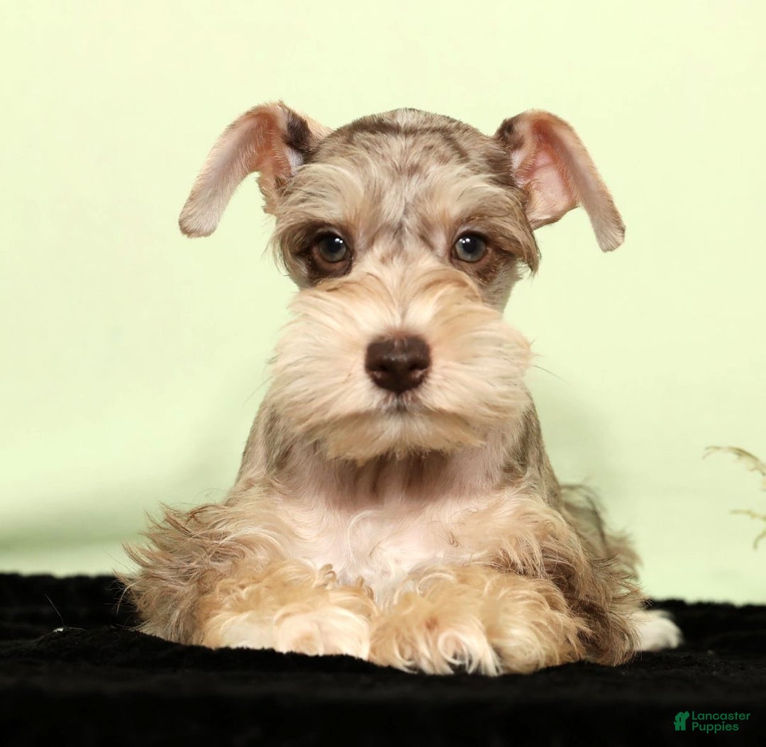 Miniature Schnauzer dogs for sale: Hunter - Ad 1