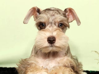Miniature Schnauzer dogs Hunter - Ad 29