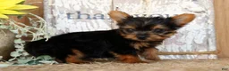 Morkie dogs for sale: Ollie - Ad 6
