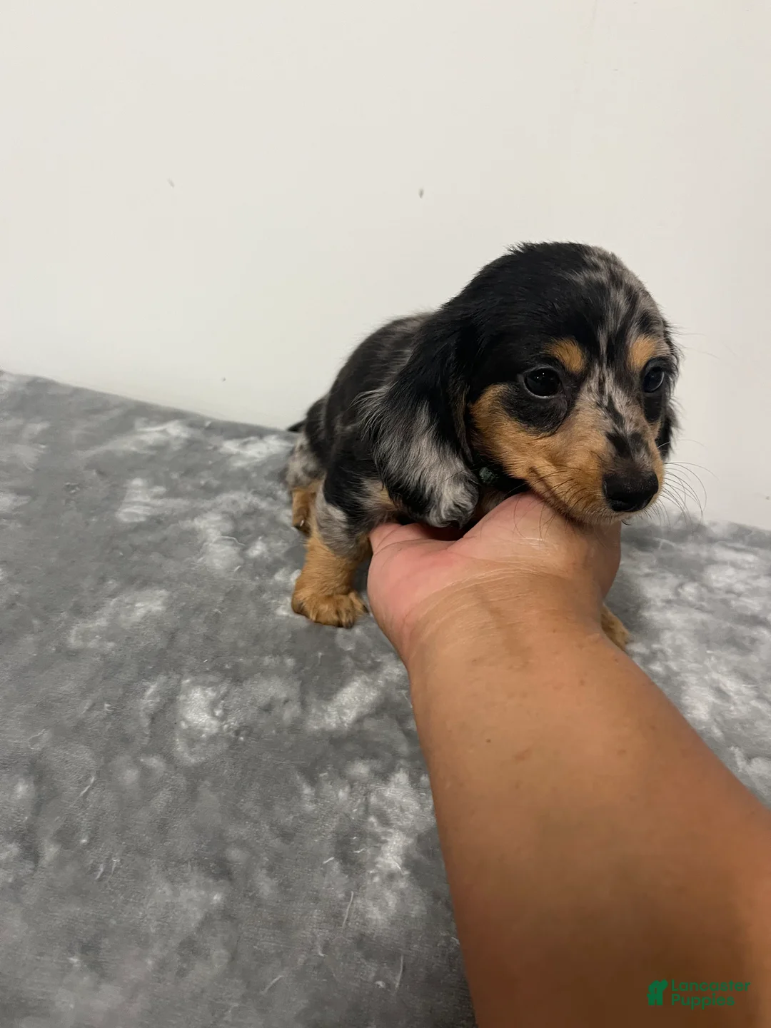 Miniature Dachshund dogs for sale: Miniature Dachshund gio - Ad 1
