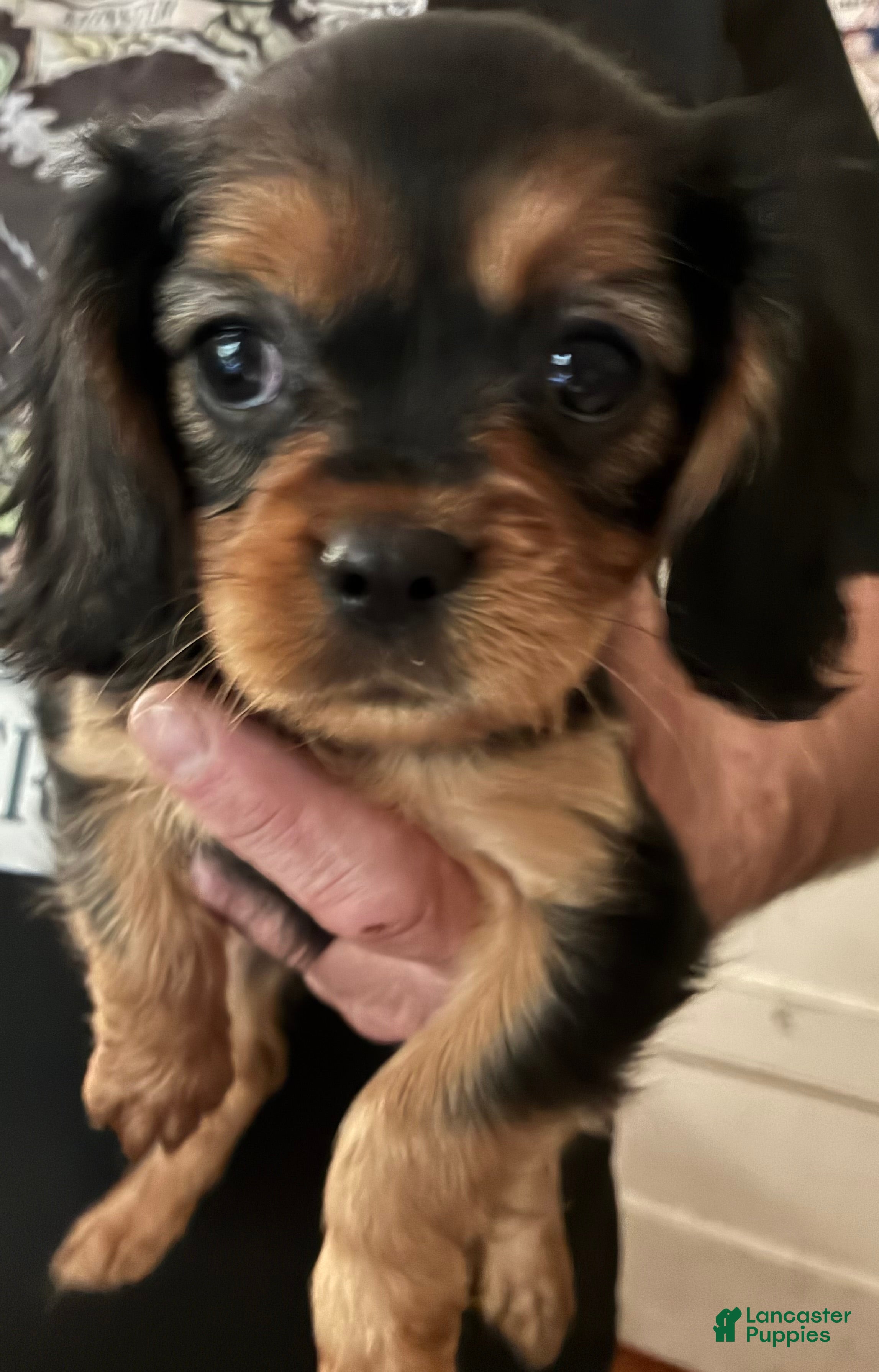 Cavalier King Charles Spaniel dogs Cavalier King Charles Spaniel Puppy 5 - Ad 2