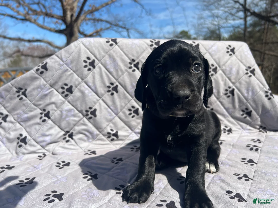 Mixed Breed dogs for sale: Mixed Breed Puppy 7 - Ad 1