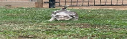 Catahoula Leopard Dog dogs for sale: Purdy aka Vicki - Ad 7