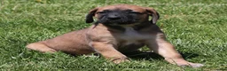Mixed Breed dogs for sale: Bonnie - Ad 11