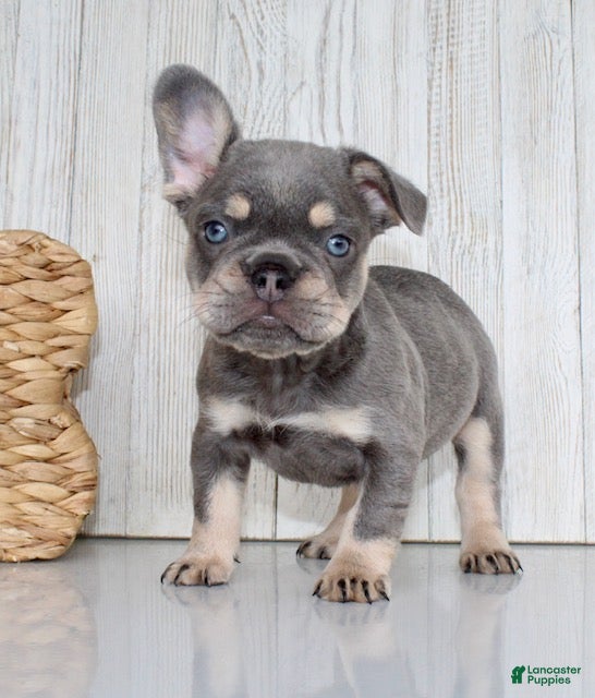 French Bulldog dogs Chester - Ad 2