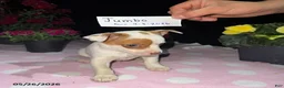 Chihuahua dogs for sale: Jumbo - Ad 3