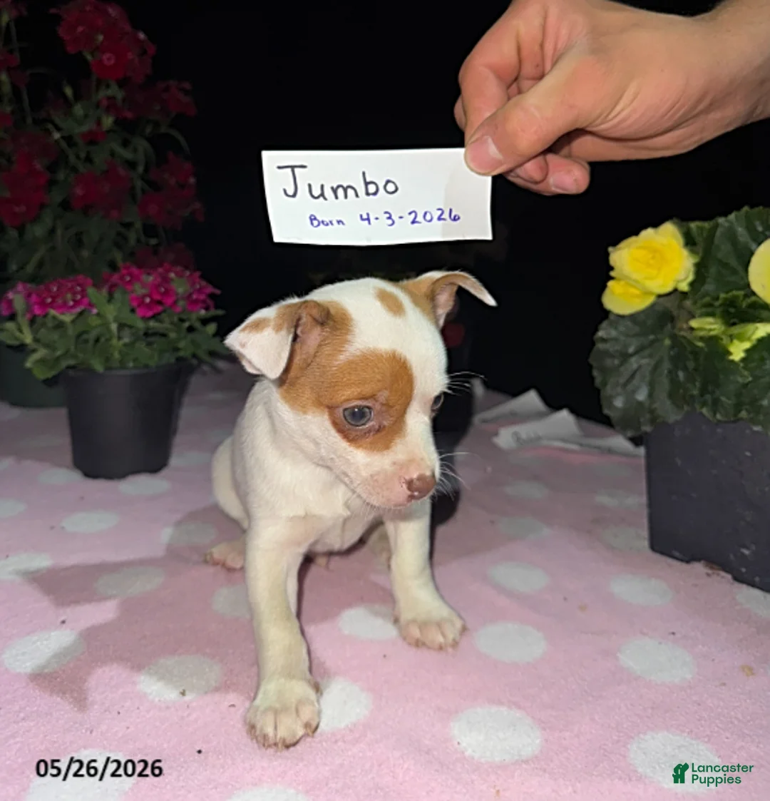 Chihuahua dogs for sale: Jumbo - Ad 3