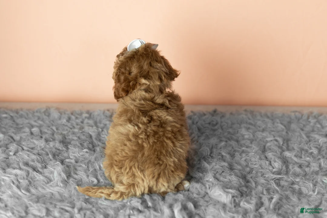 Cavapoo dogs for sale: Sassy  - Ad 4