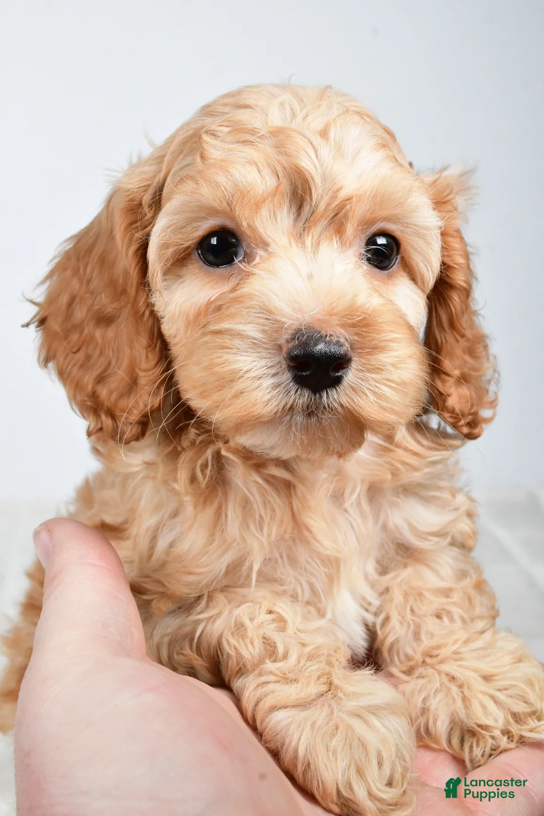 Cockapoo dogs for sale: Carl - Ad 2