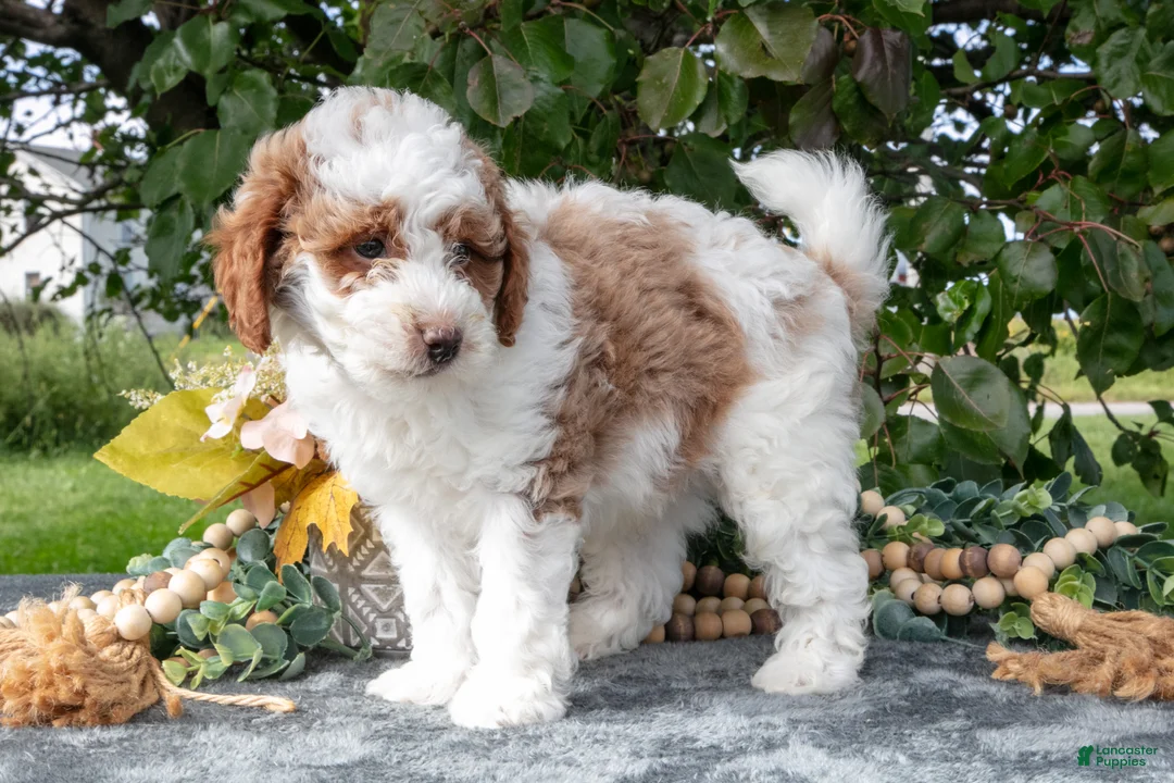 Miniature Poodle dogs for sale: Tator - Ad 3