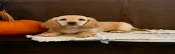 Miniature Dachshund dogs for sale: Snoopy - Ad 4