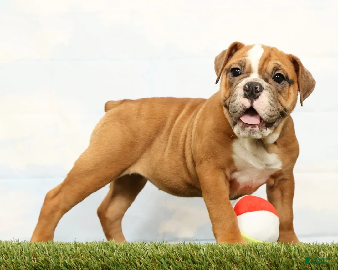Olde English Bulldogge dogs for sale: Nora - Ad 1