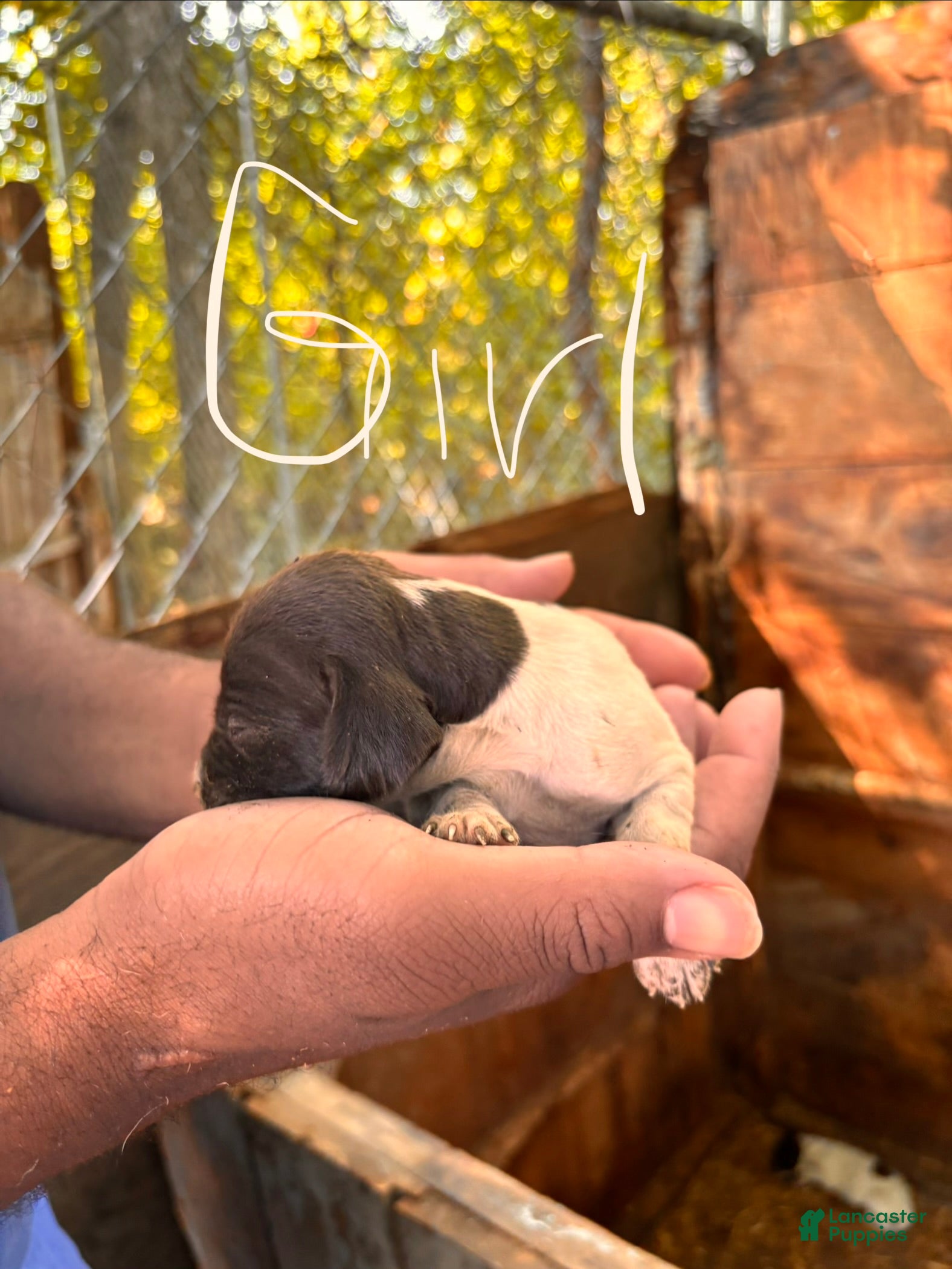 German Shorthaired Pointer dogs German Shorthaired Pointer 8 - Ad 35