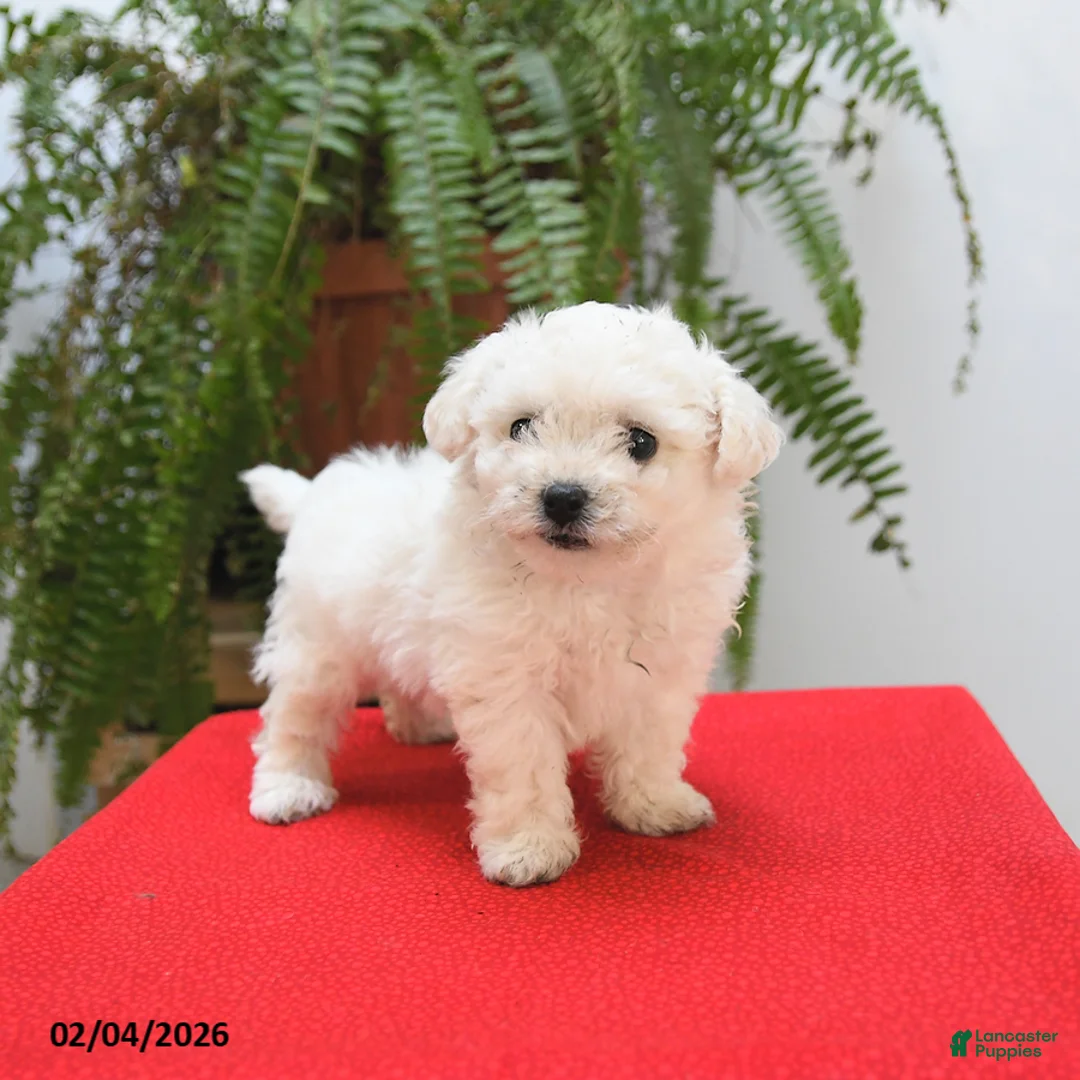 Bichon Frise dogs for sale: Fern - Ad 5