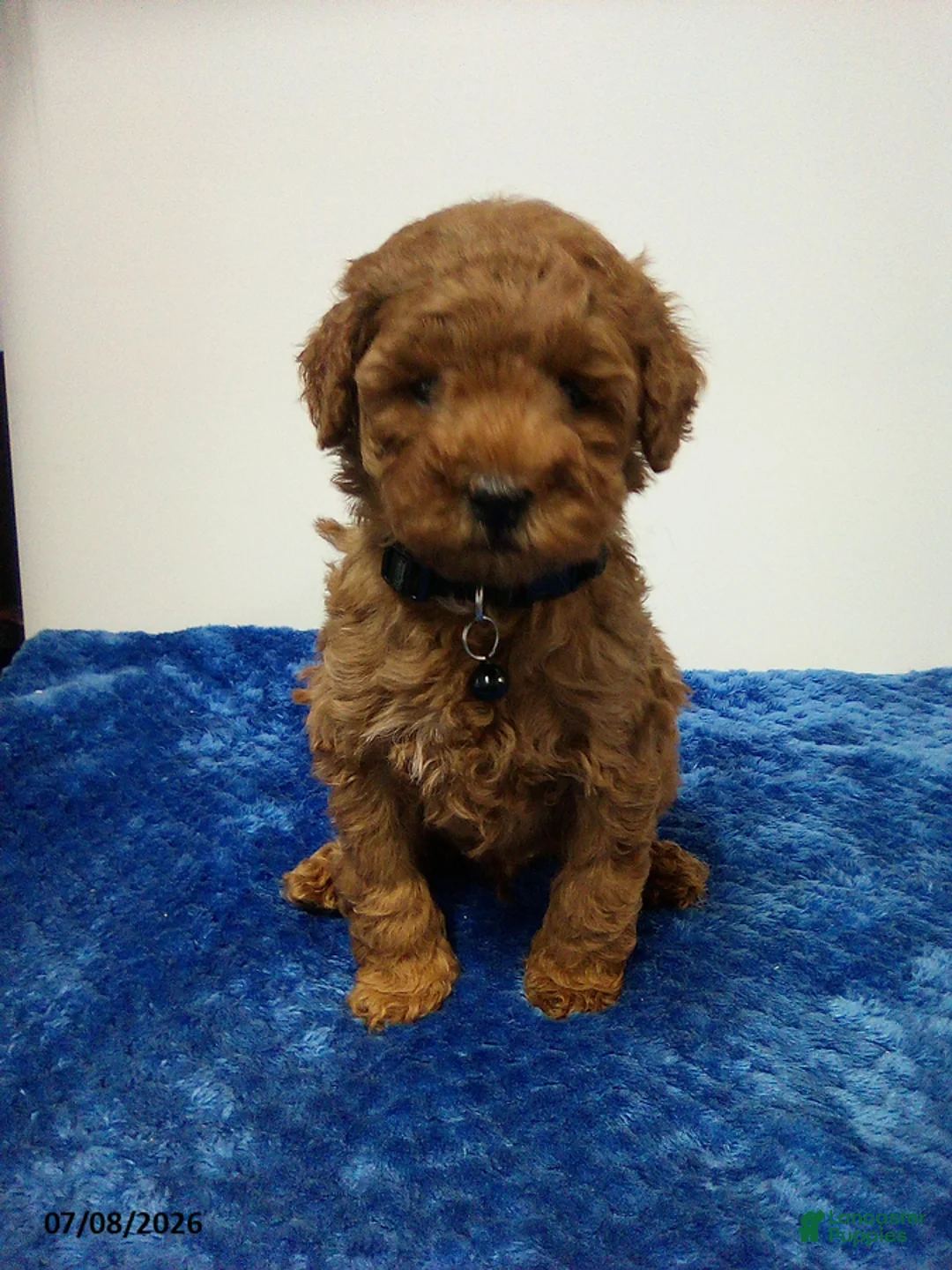 Toy Poodle dogs for sale: Carter - Ad 2