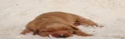 Golden Retriever dogs for sale: Daisy -AKC, Genetically Clear - Ad 43