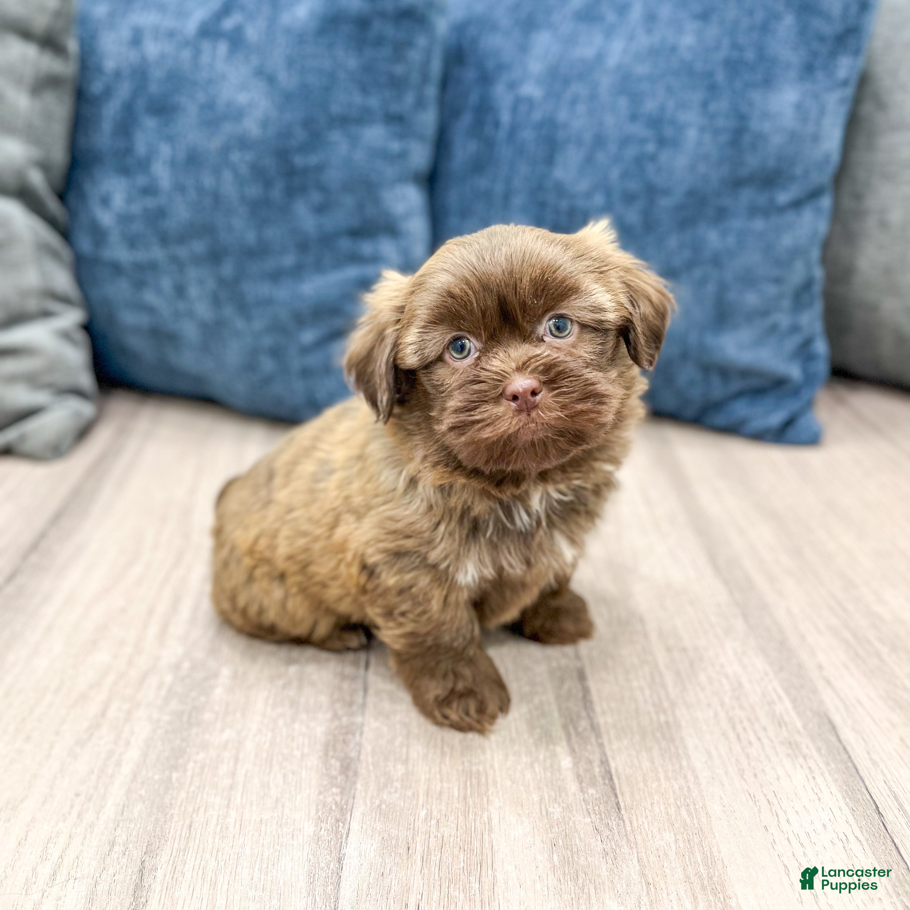 Mixed Breed dogs for sale: Maverick - Ad 4