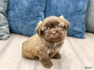 Mixed Breed dogs for sale: Maverick - Ad 4