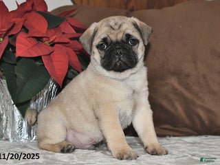 Mixed Breed dogs Snowball - Ad 42