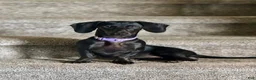 Dachshund dogs for sale: Dachshund 2 - Ad 3