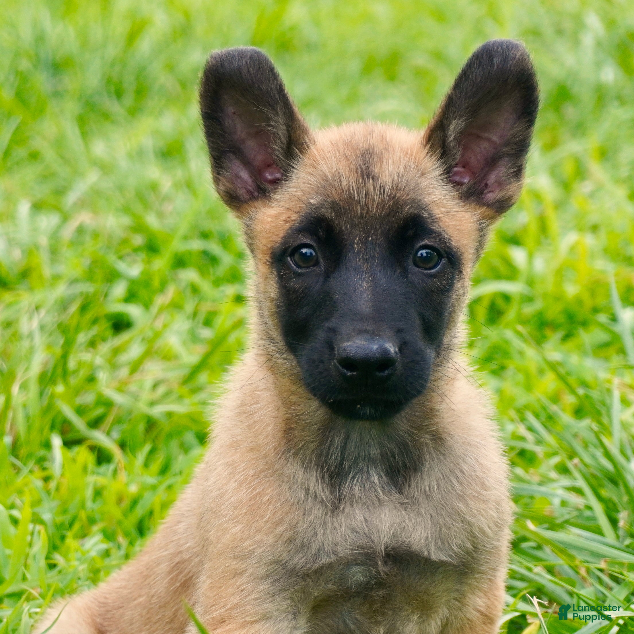 Belgian Malinois dogs Alpha - Ad 2