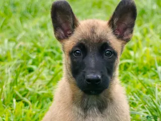 Belgian Malinois dogs Alpha - Ad 2