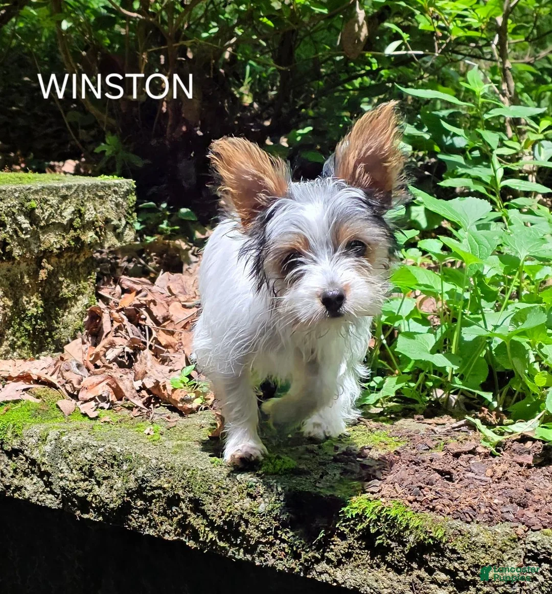 Yorkshire Terrier dogs for sale: Winston - Ad 2