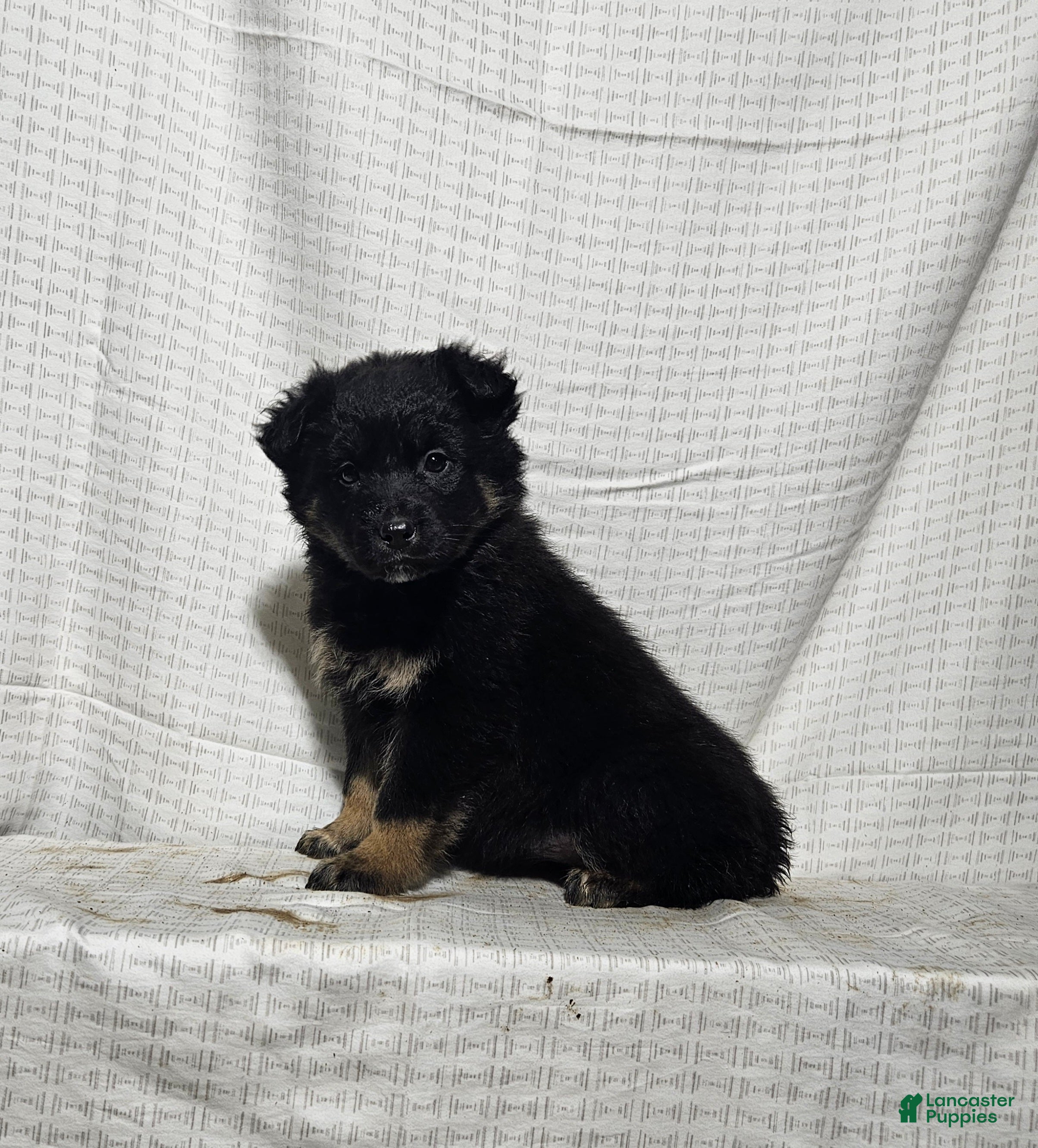 Mixed Breed dogs Holly - Ad 22