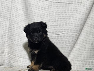 Mixed Breed dogs Holly - Ad 14