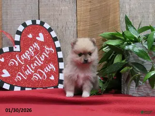 Pomeranian dogs Mickey - Ad 28