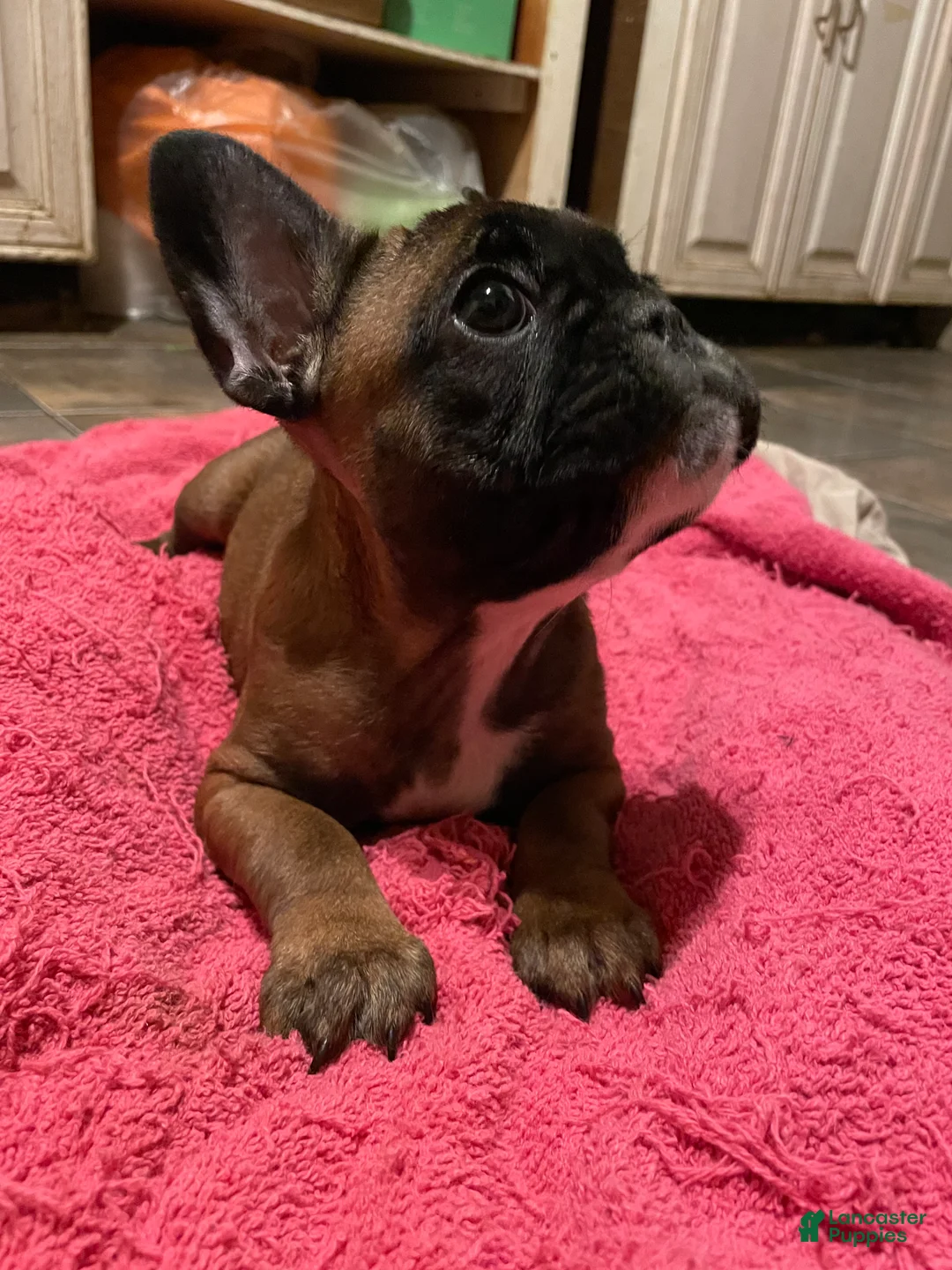 French Bulldog dogs for sale: Jovia  - Ad 3