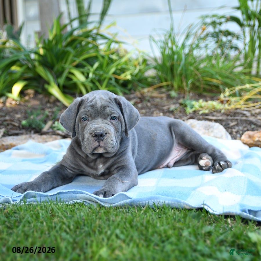 Cane Corso dogs Wayne - Ad 2