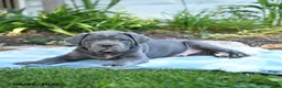 Cane Corso dogs for sale: Wayne - Ad 2