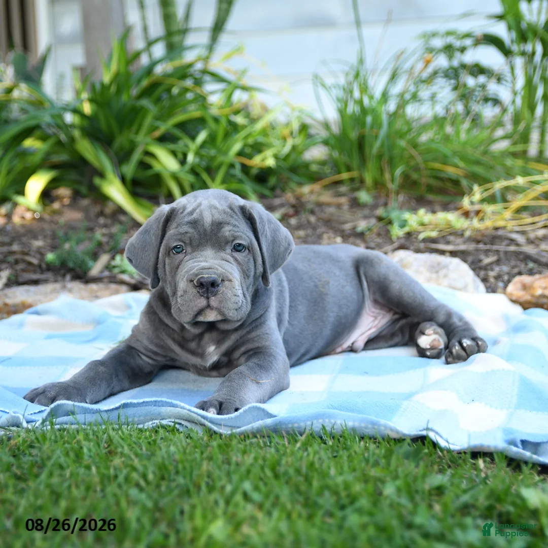 Cane Corso dogs for sale: Wayne - Ad 2