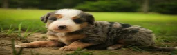 Mini Bernedoodle dogs for sale: Huck F1 Mini Bernedoodle  - Ad 5