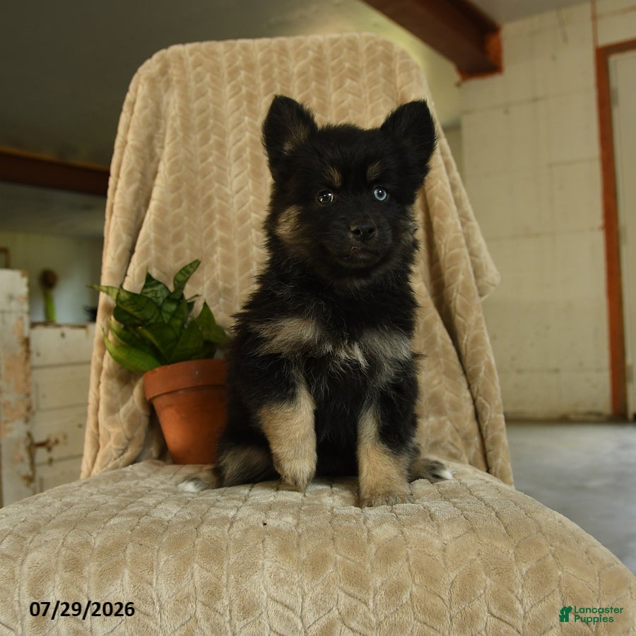 Pomsky dogs Zella - Ad 1