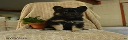 Pomsky dogs for sale: Zella - Ad 1