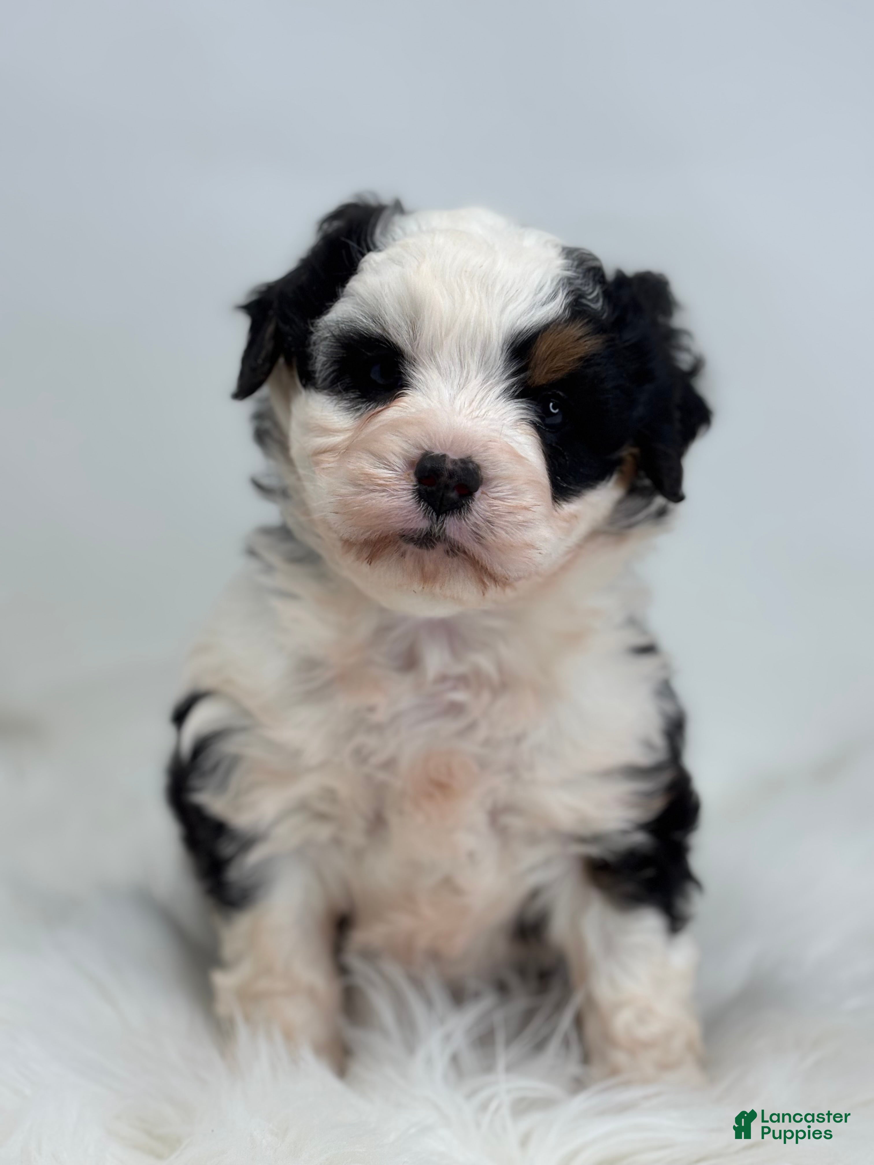 Mini Bernedoodle dogs Lacy - Ad 2
