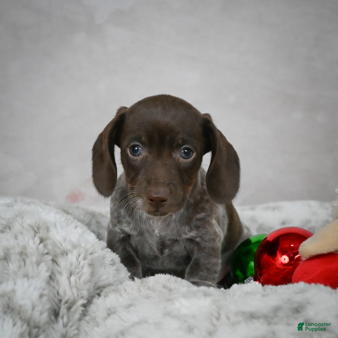 Miniature Dachshund dogs for sale: Hazel - Ad 5