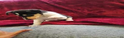 Collie dogs for sale: Una - Ad 9