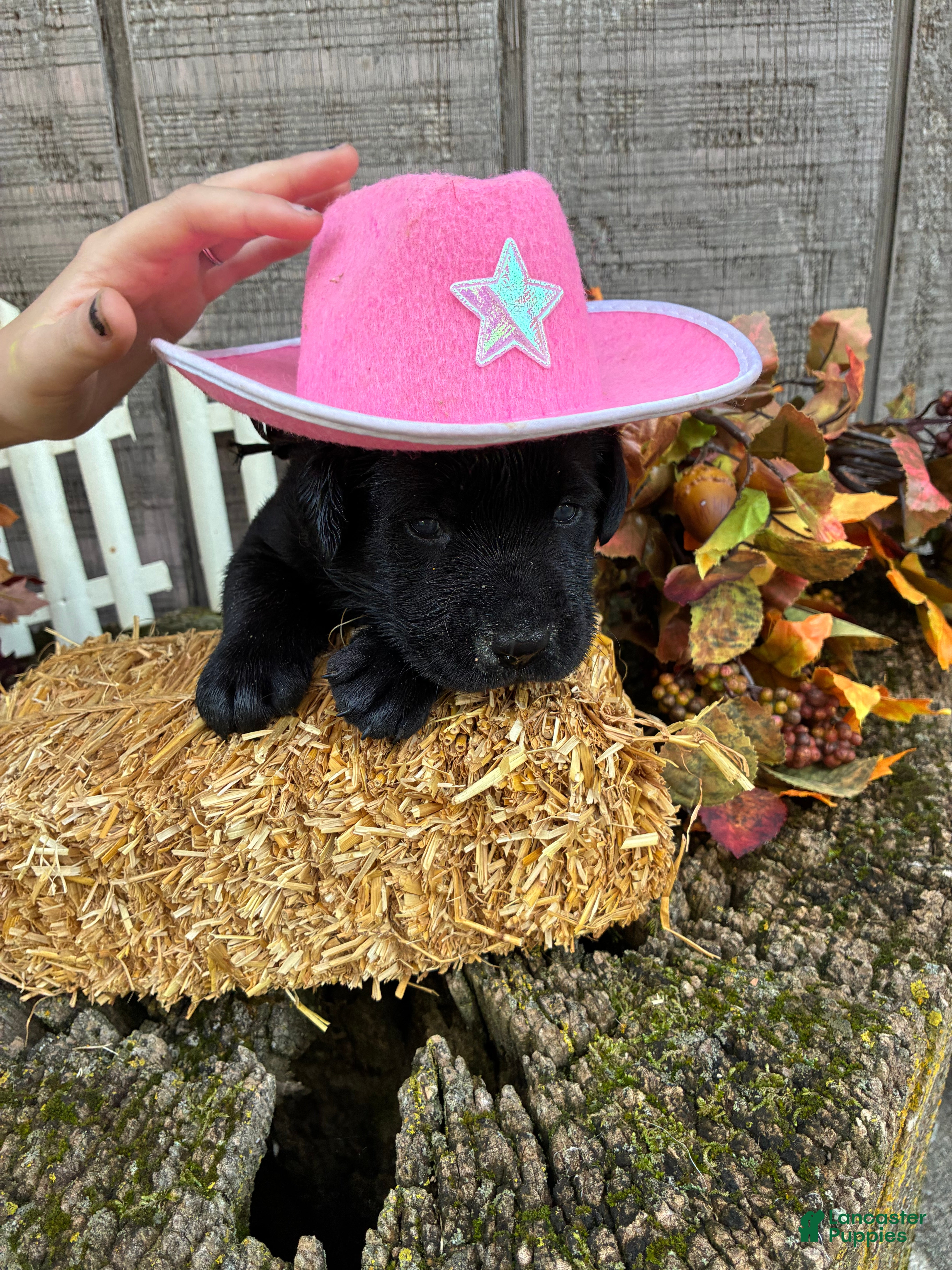 Labrador Retriever dogs Black girl 2 - Ad 1