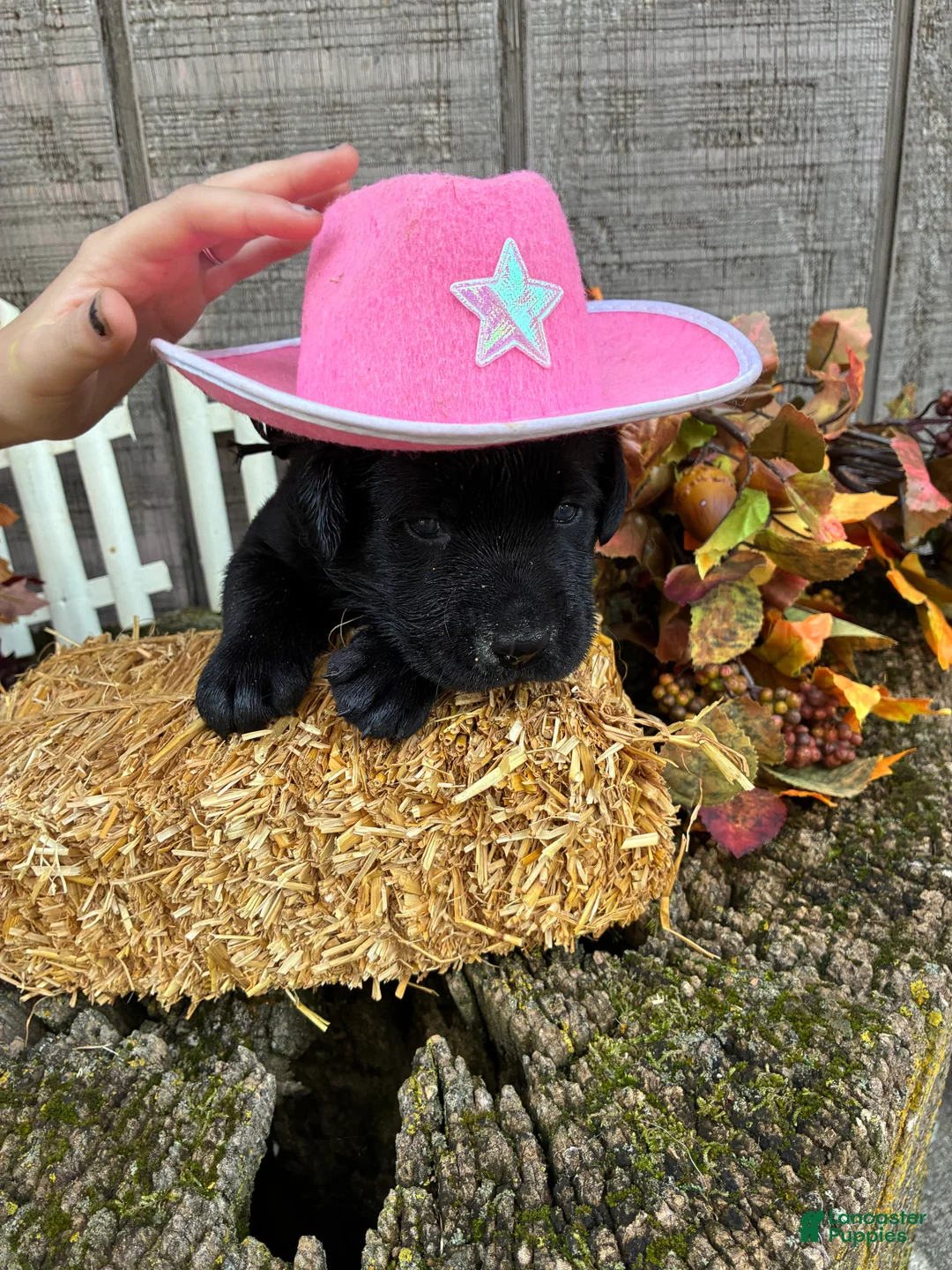 Labrador Retriever dogs for sale: Black girl 2 - Ad 1
