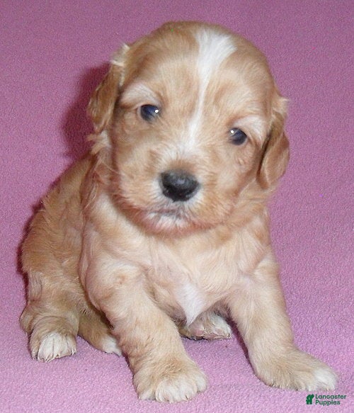 Shihpoo dogs Punkin - Ad 2