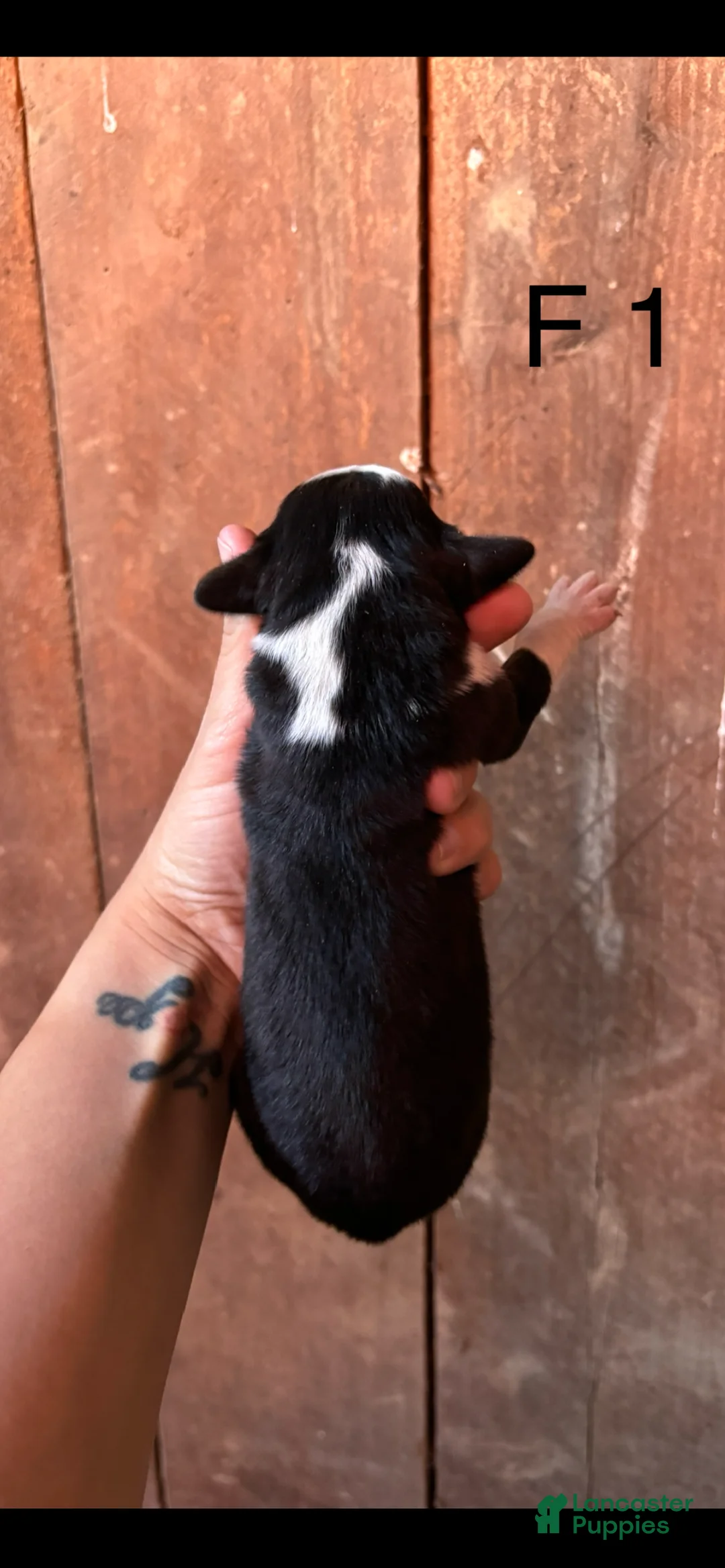 Bernese Mountain Dog dogs for sale: Bernese Mountain Dog F1 - Ad 2