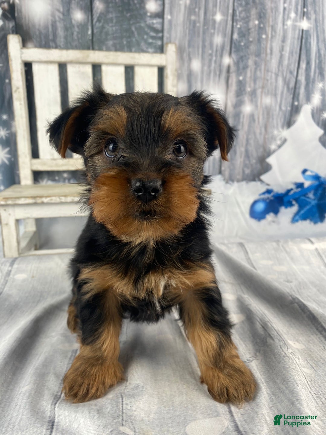 Yorkshire Terrier dogs for sale: Kylie - Ad 2