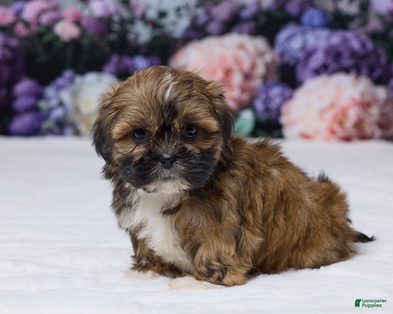 Shih Tzu dogs Rita - Ad 2
